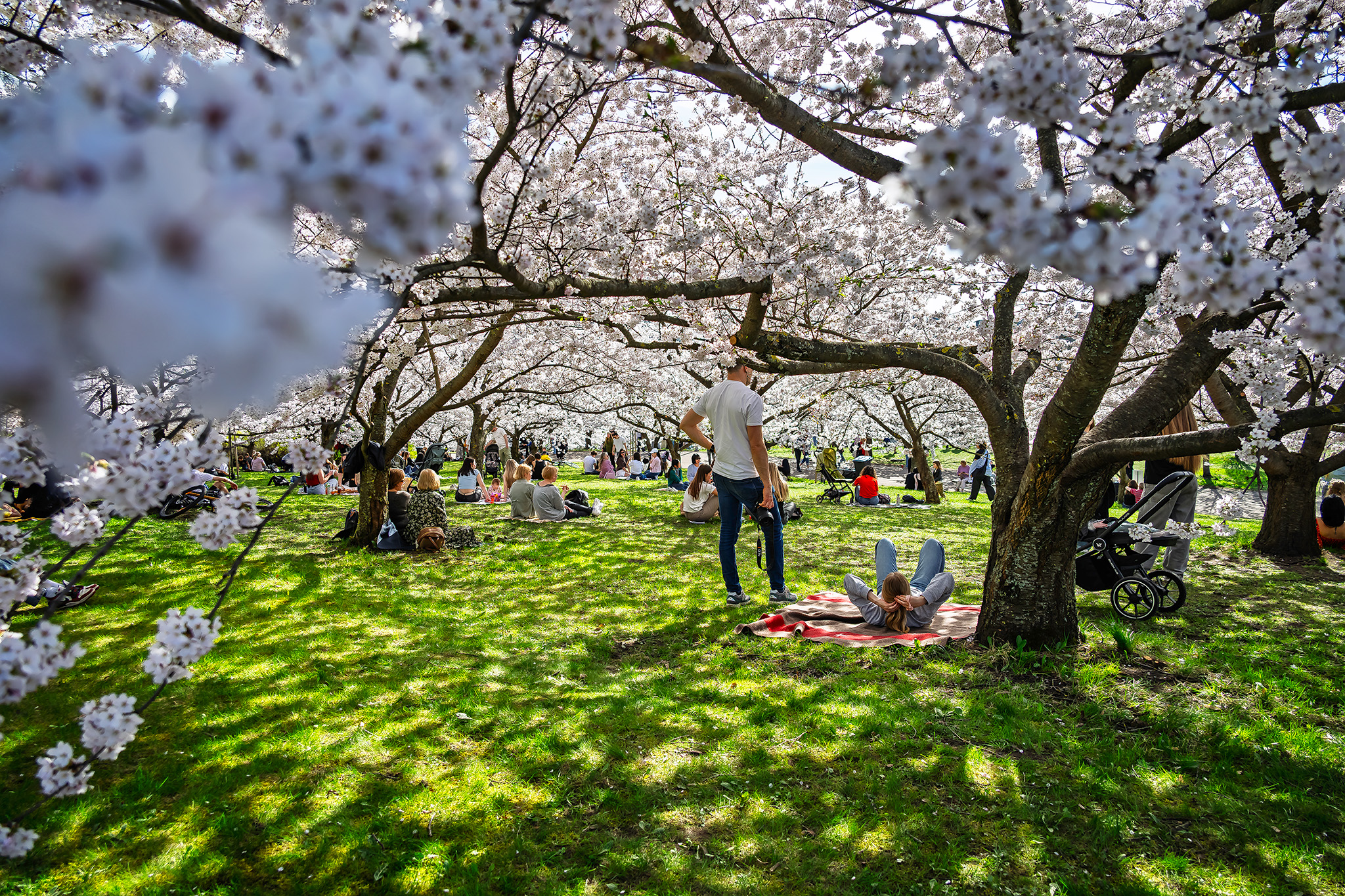 CUP_Sakura_Laimonas_250418_2