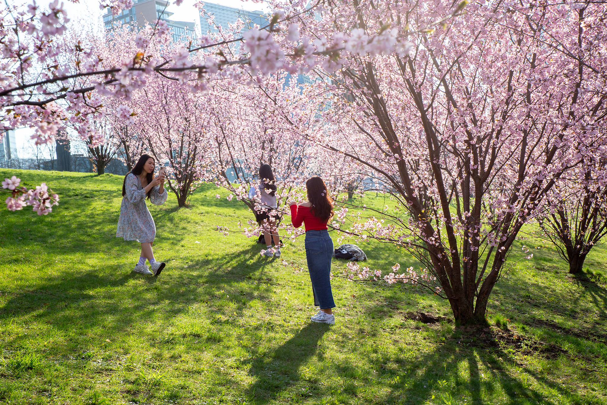 CUP_Sakura_naujiena_20250418_15