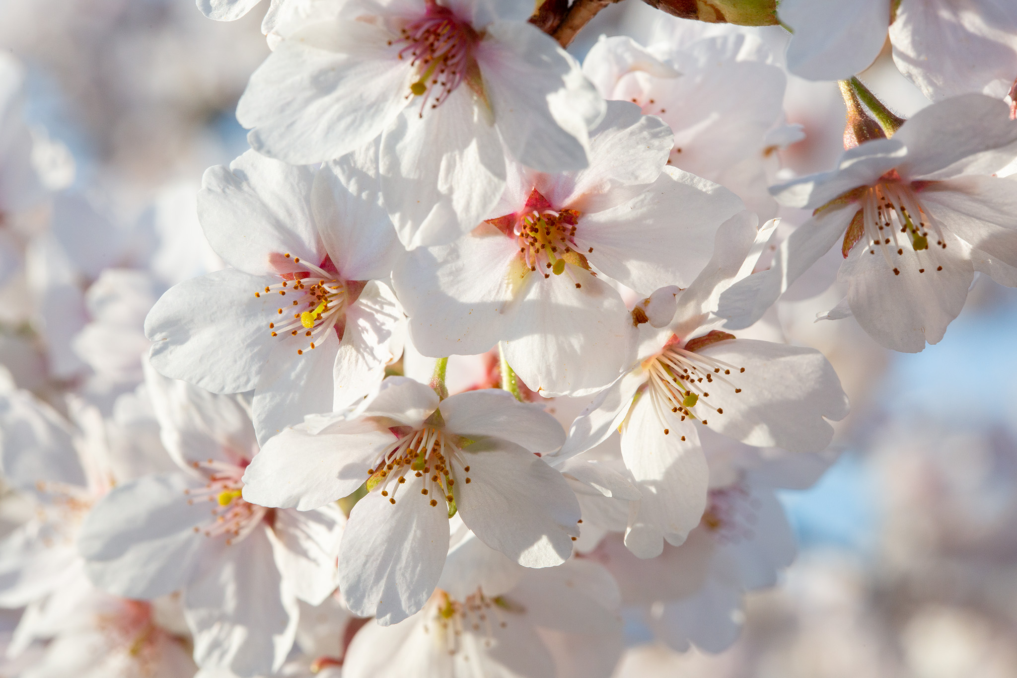 CUP_Sakura_naujiena_20250418_5