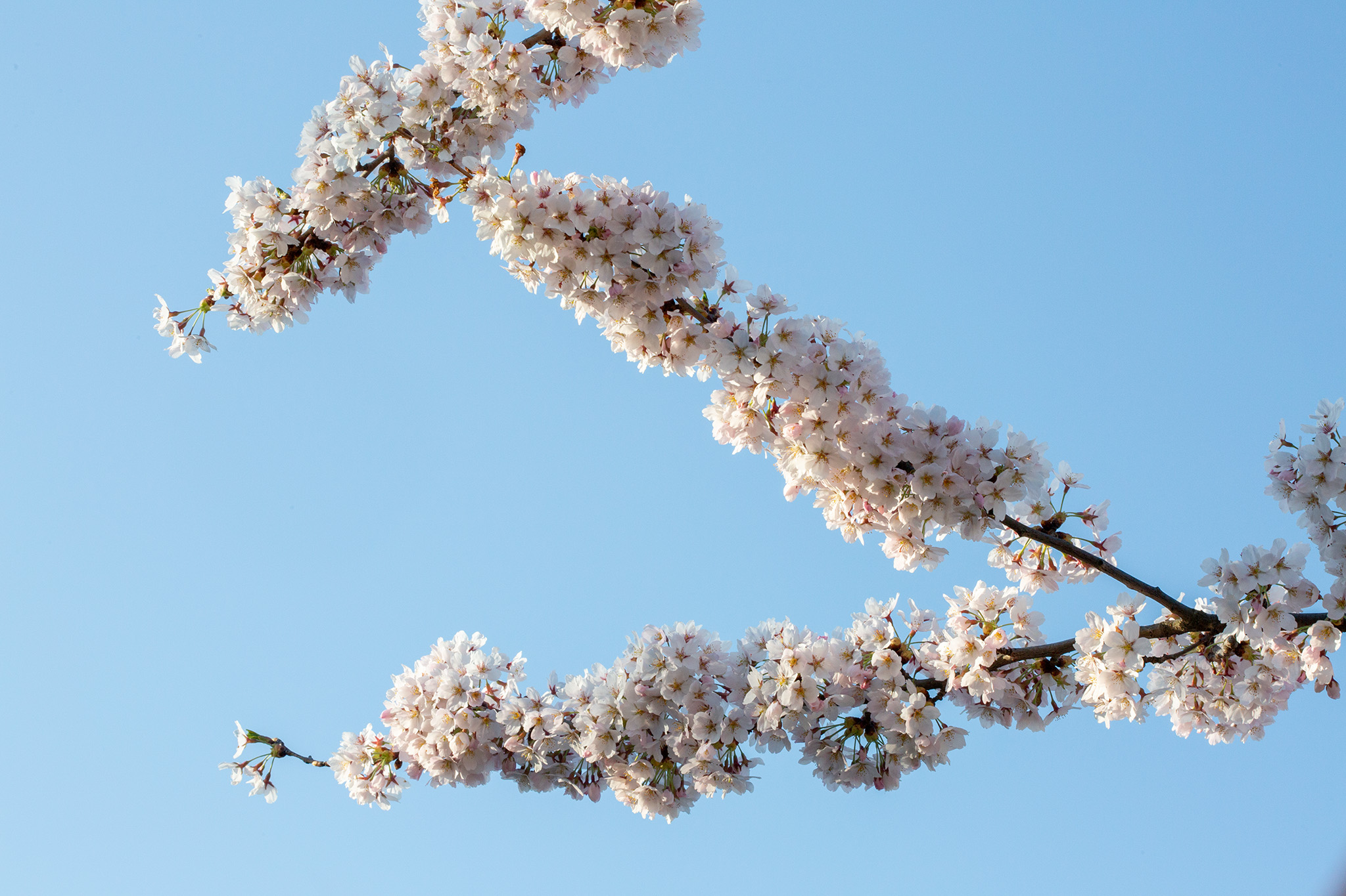 CUP_Sakura_naujiena_20250418_7