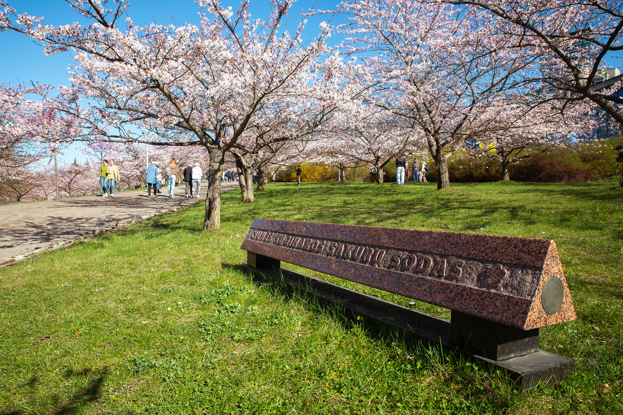 CUP_Sakura_naujiena_20260420_1