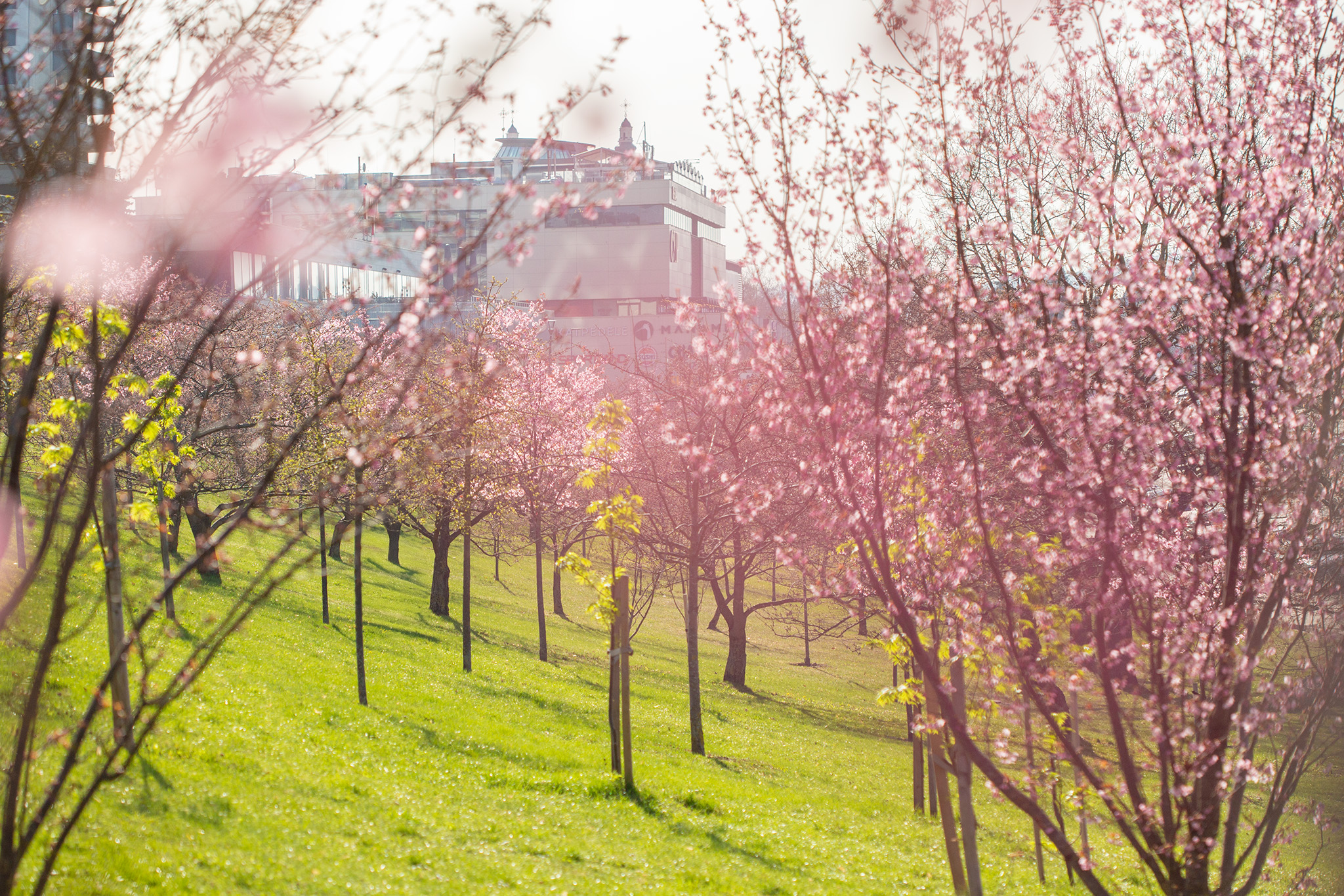 CUP_Sakura_naujiena_20260420_10