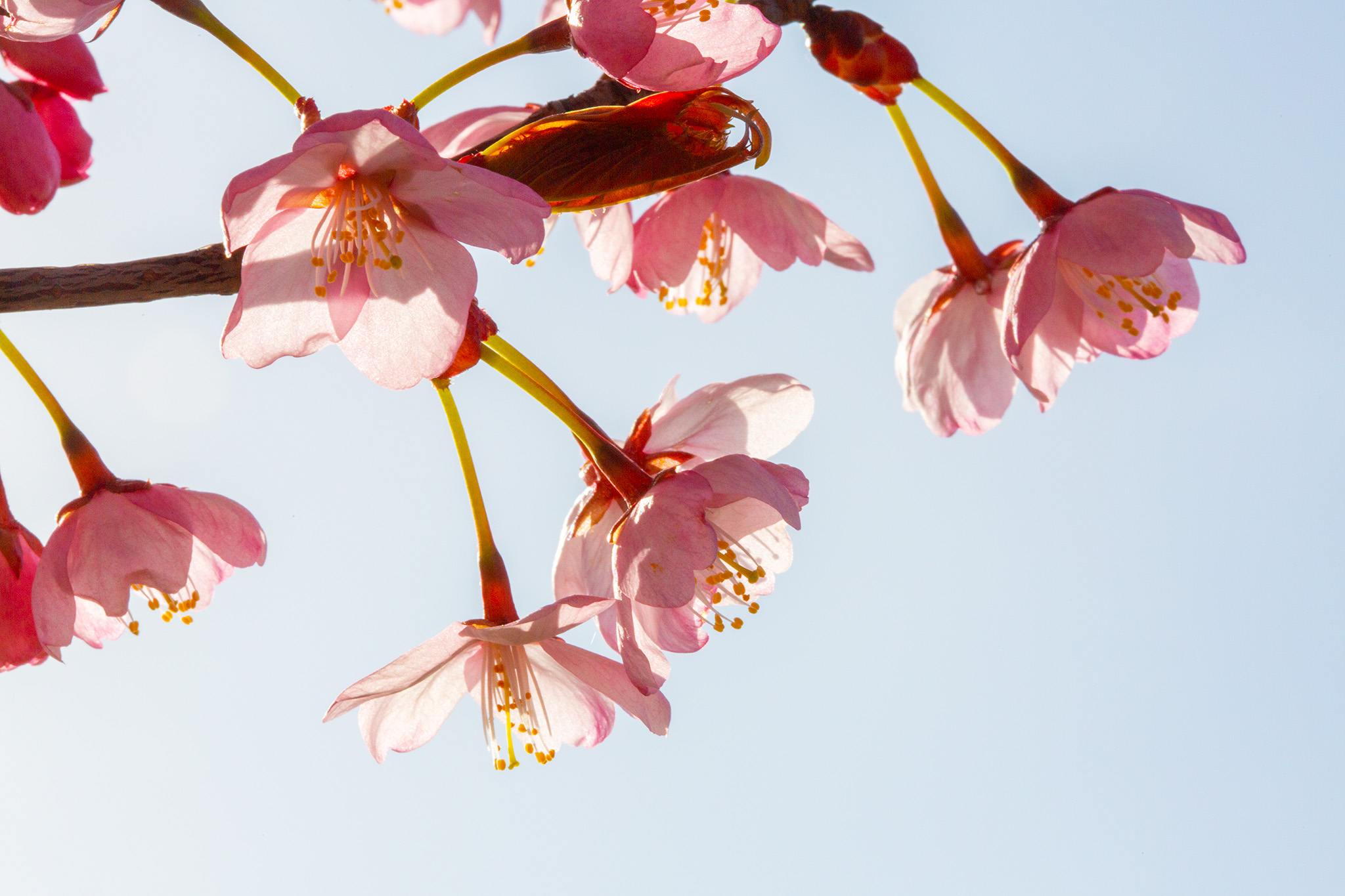 CUP_Sakura_naujiena_20260420_11
