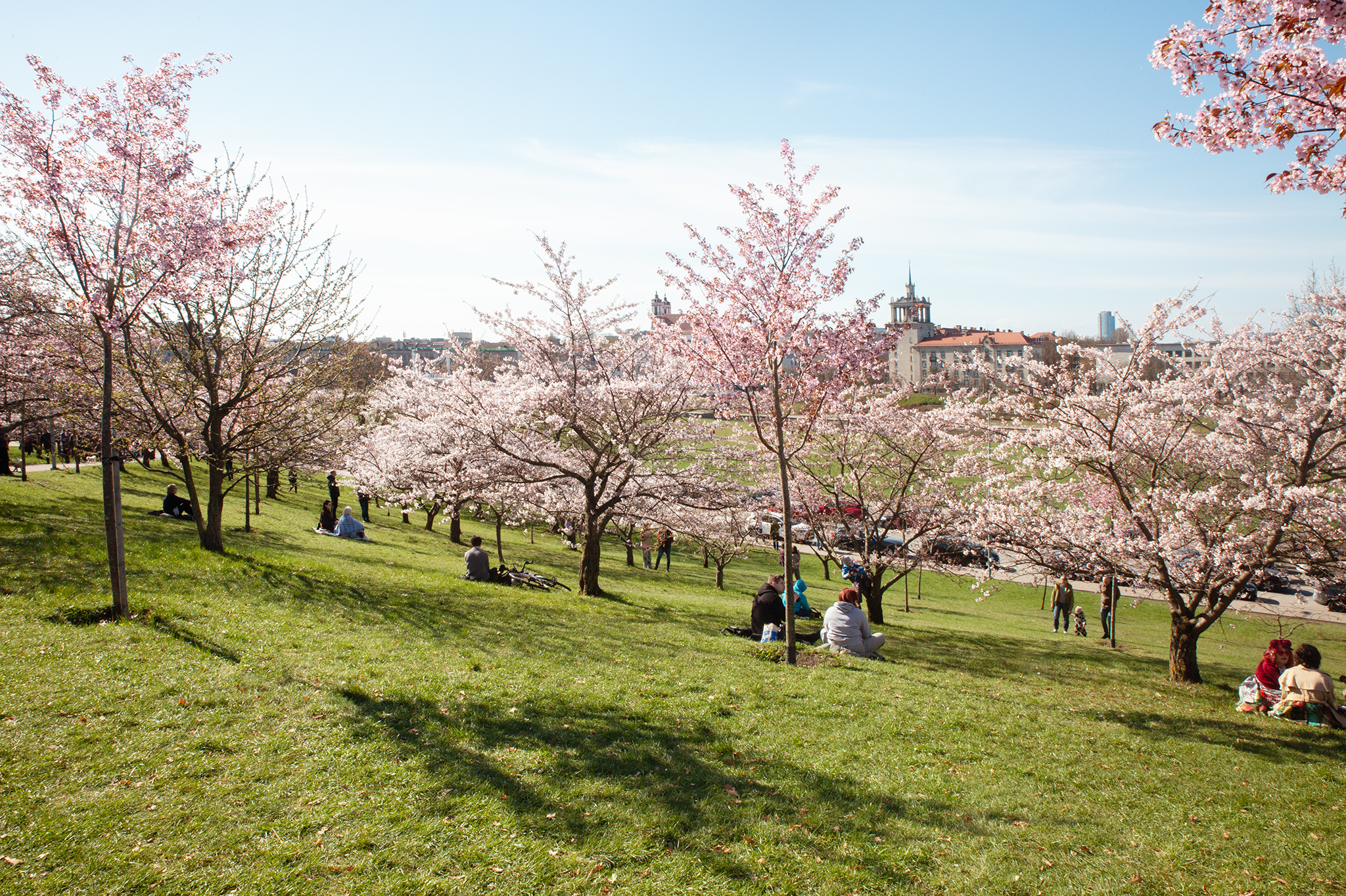 CUP_Sakura_naujiena_20260420_12