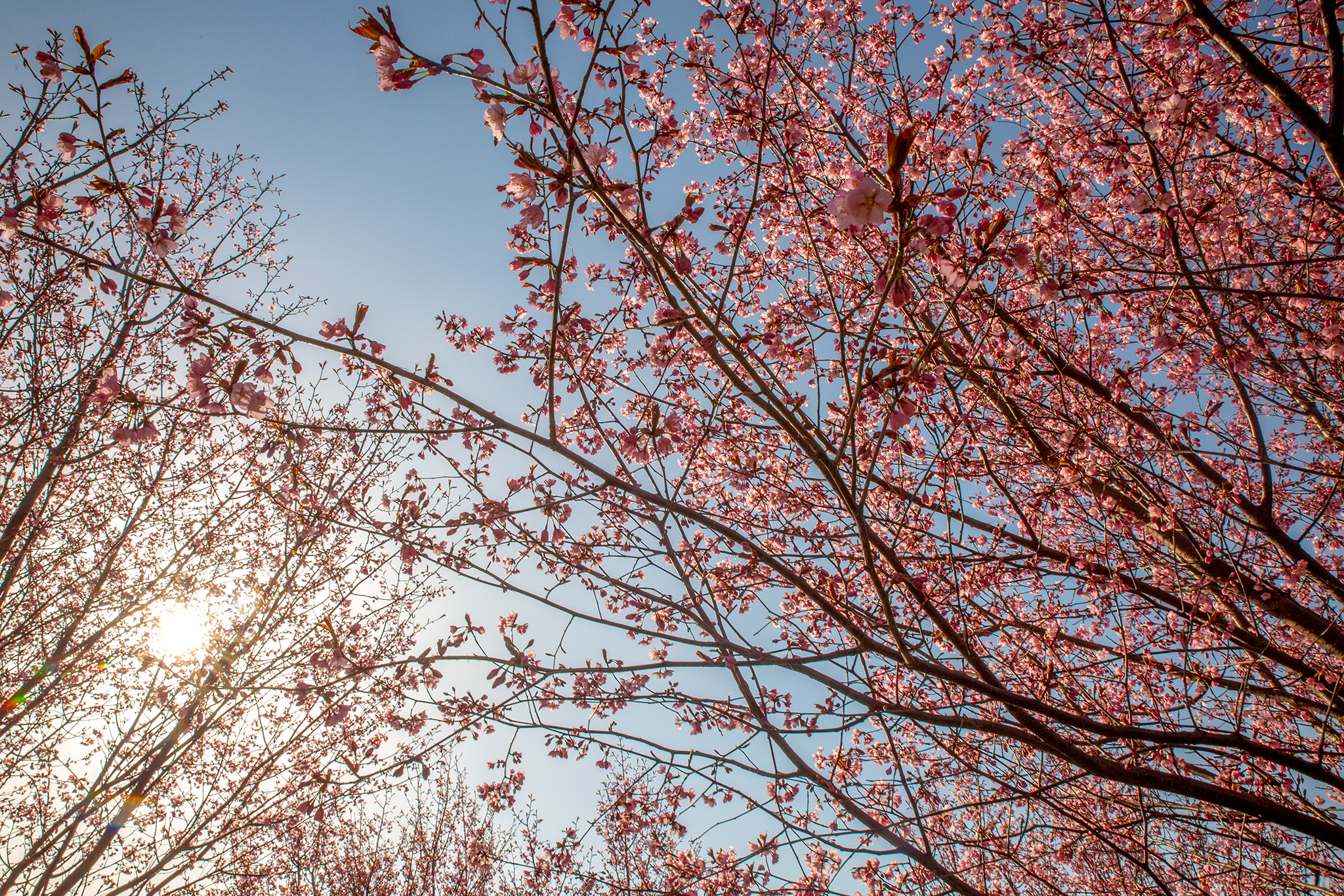 CUP_Sakura_naujiena_20260420_14