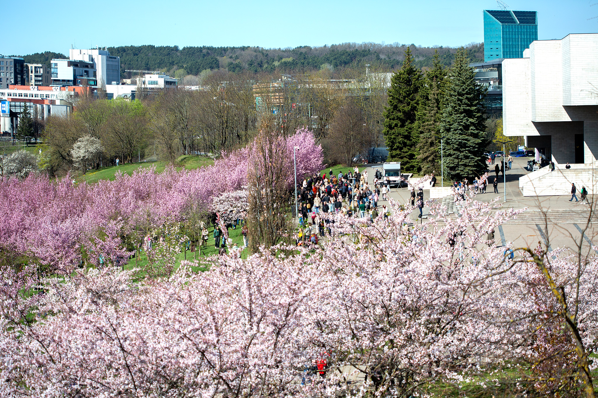 CUP_Sakura_naujiena_20260420_15