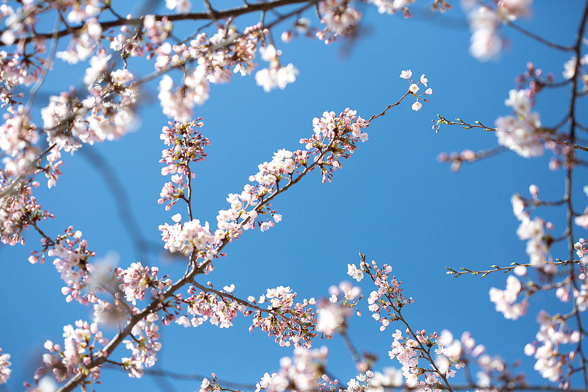CUP_Sakura_naujiena_20260420_16
