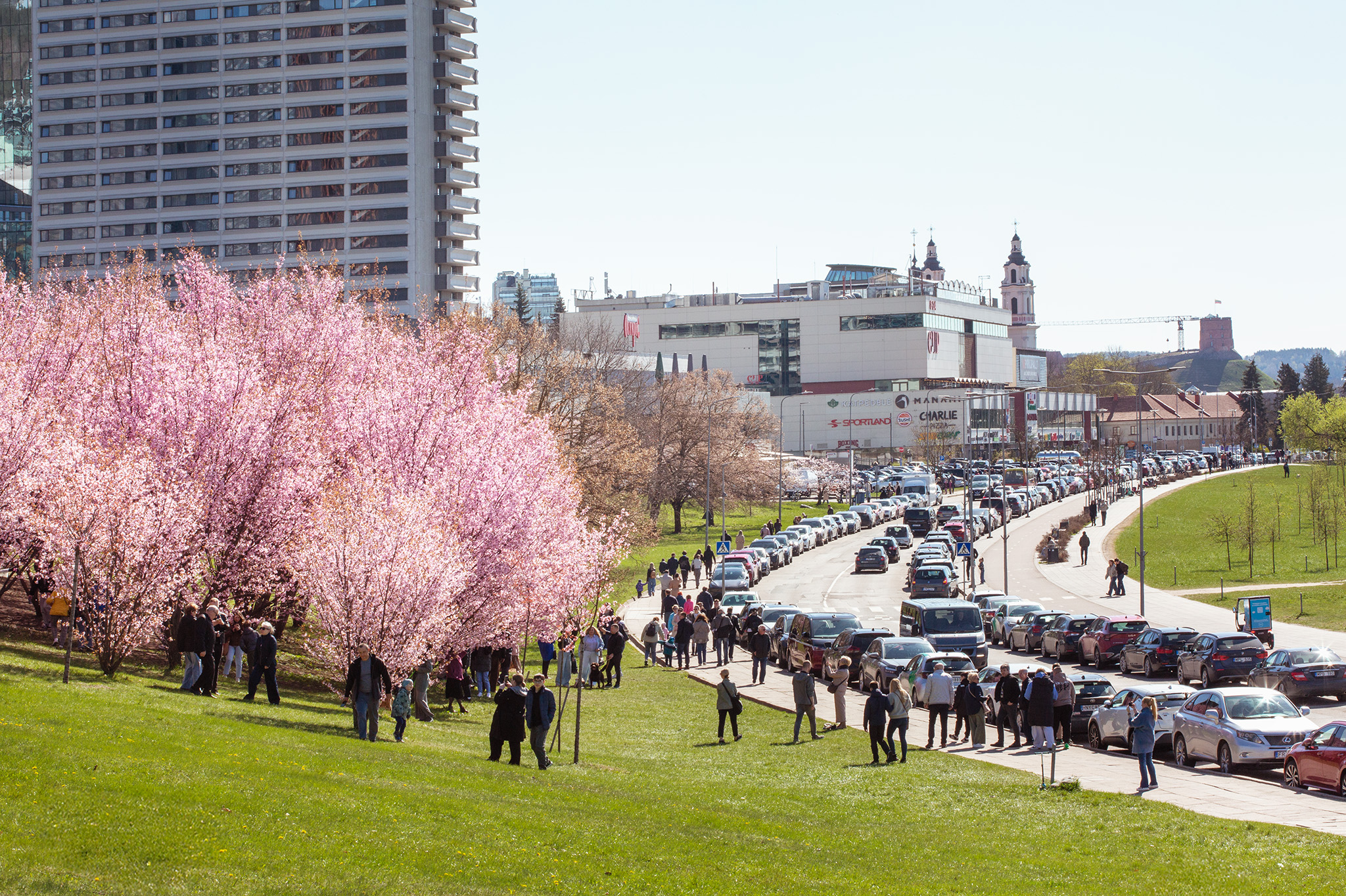 CUP_Sakura_naujiena_20260420_17