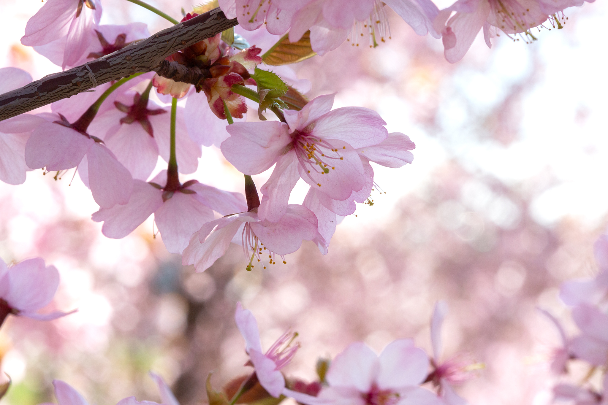 CUP_Sakura_naujiena_20260420_17_2