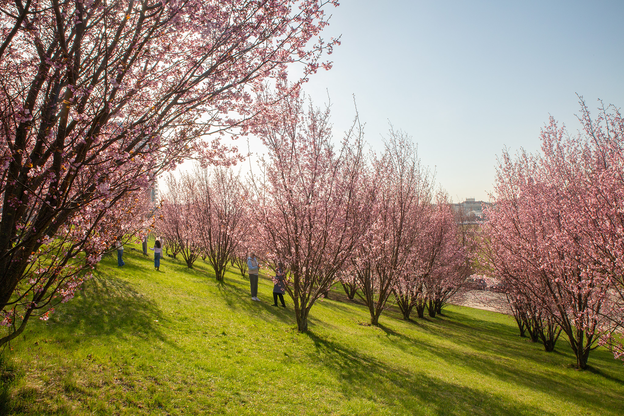 CUP_Sakura_naujiena_20260420_18