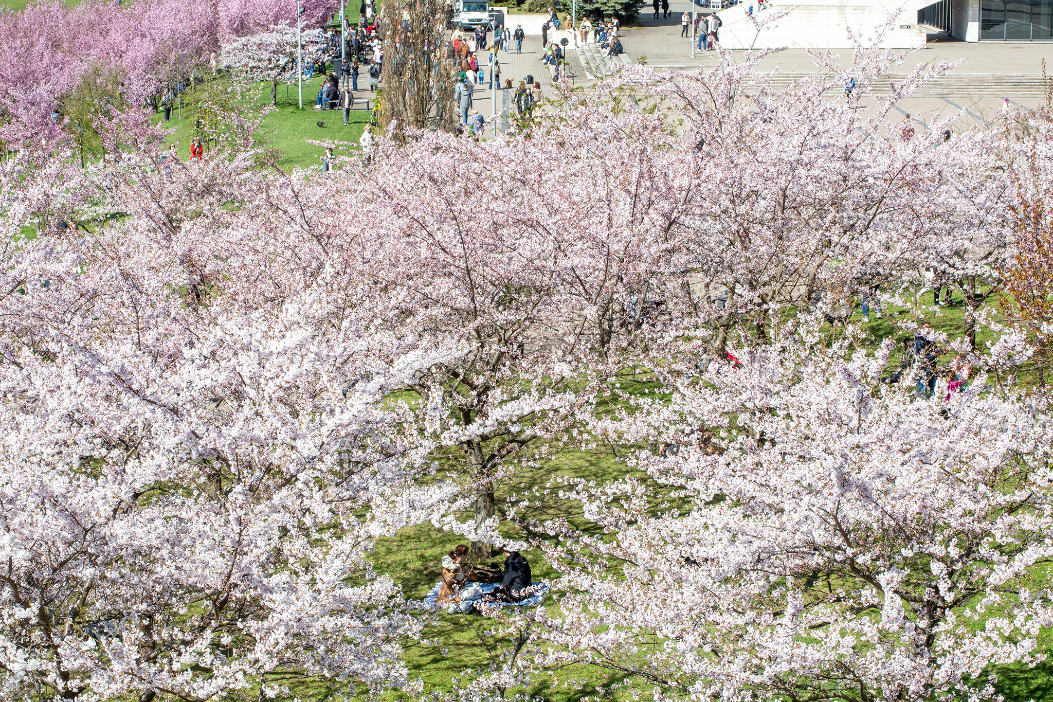 CUP_Sakura_naujiena_20260420_19