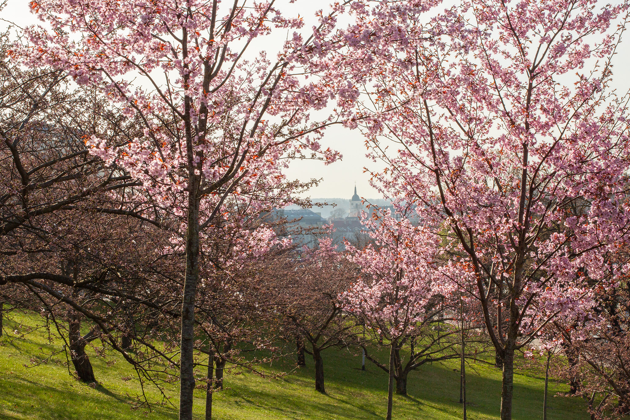 CUP_Sakura_naujiena_20260420_2