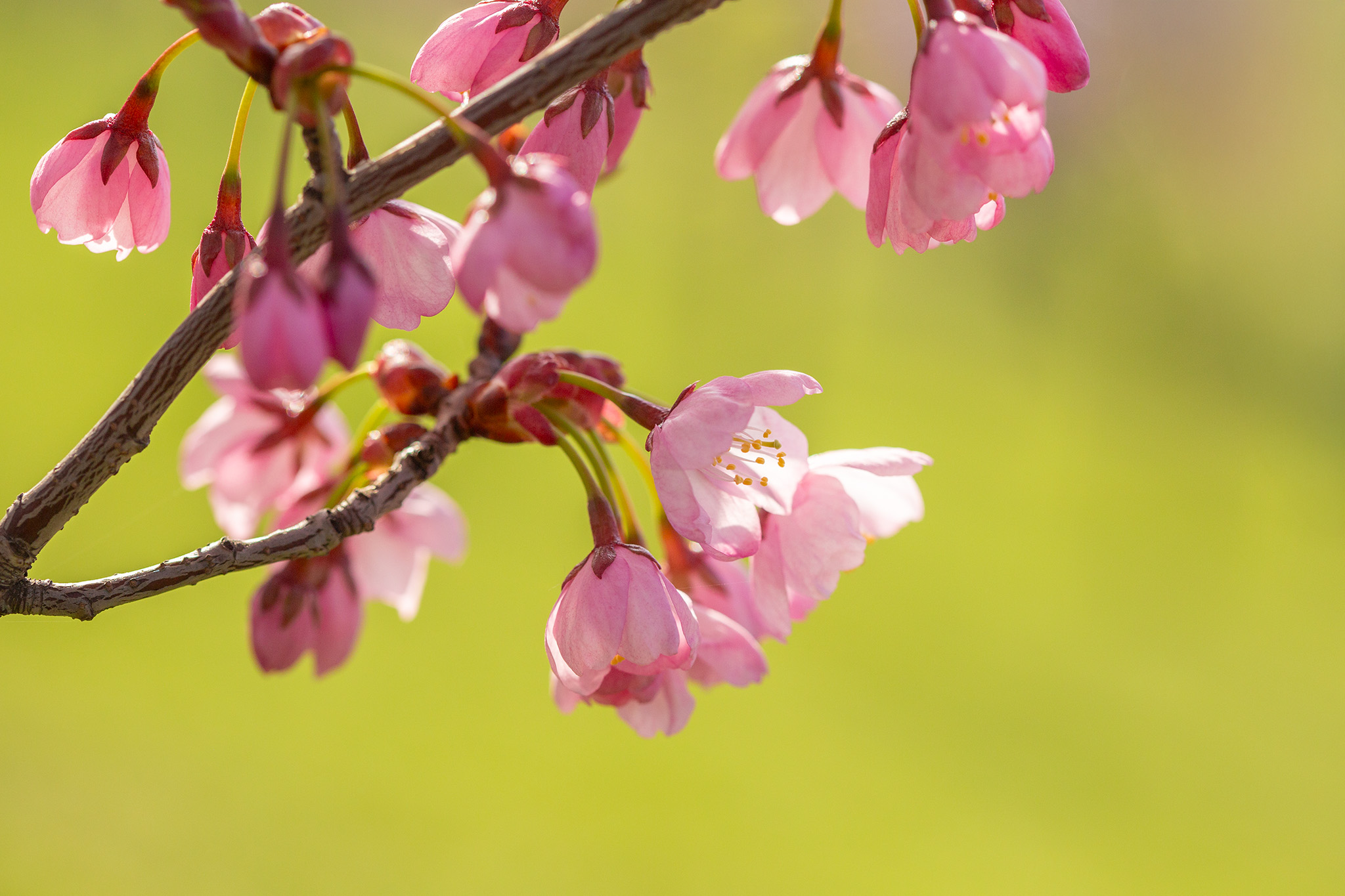 CUP_Sakura_naujiena_20260420_3