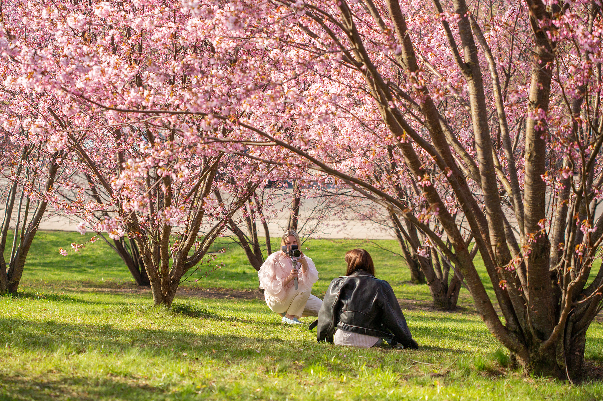 CUP_Sakura_naujiena_20260420_4