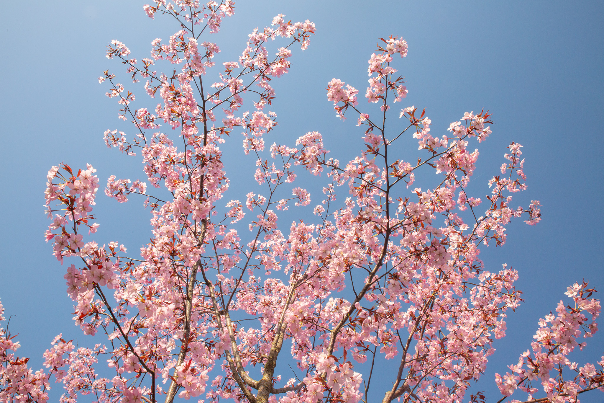 CUP_Sakura_naujiena_20260420_5