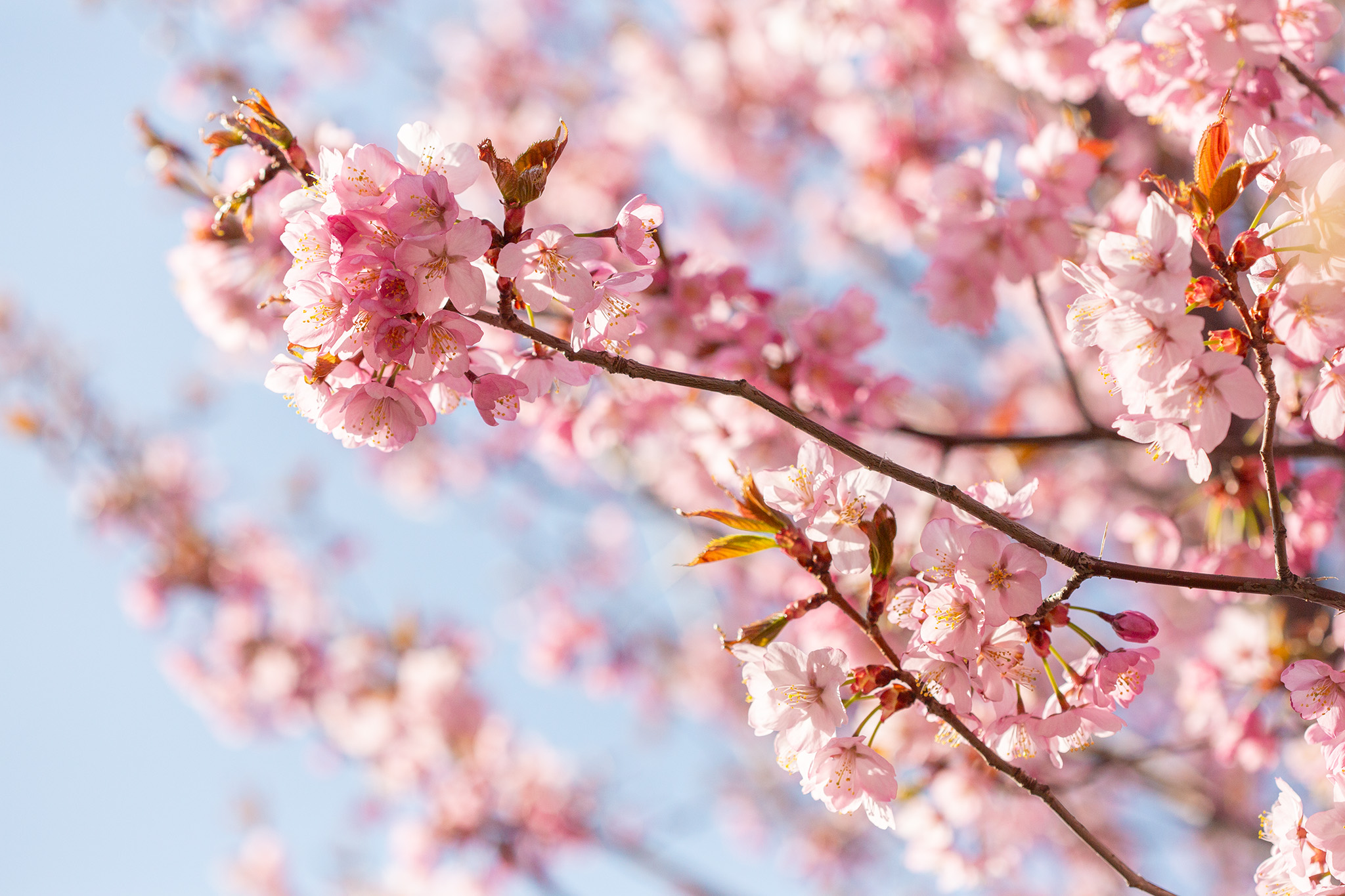 CUP_Sakura_naujiena_20260420_6_2