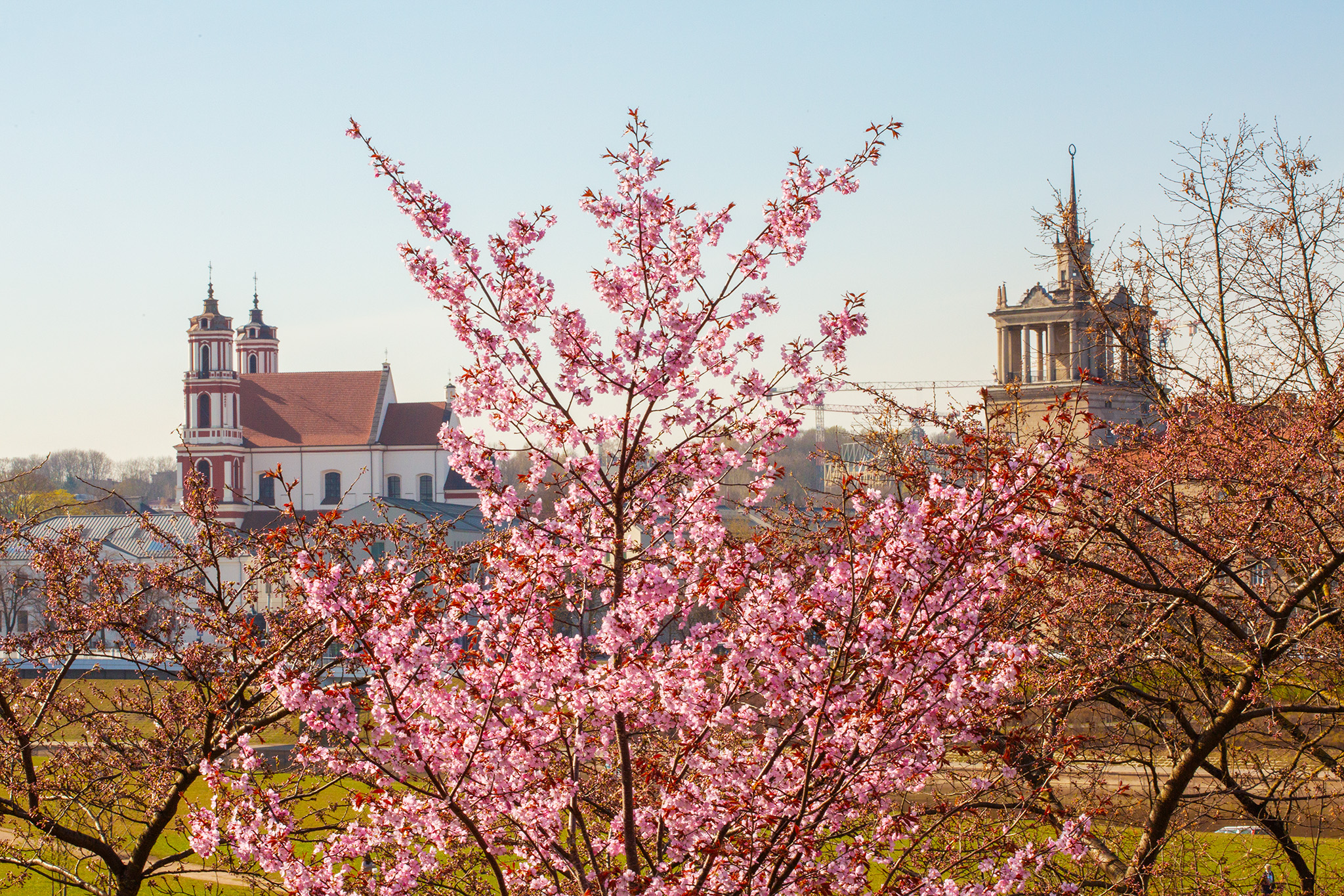 CUP_Sakura_naujiena_20260420_7