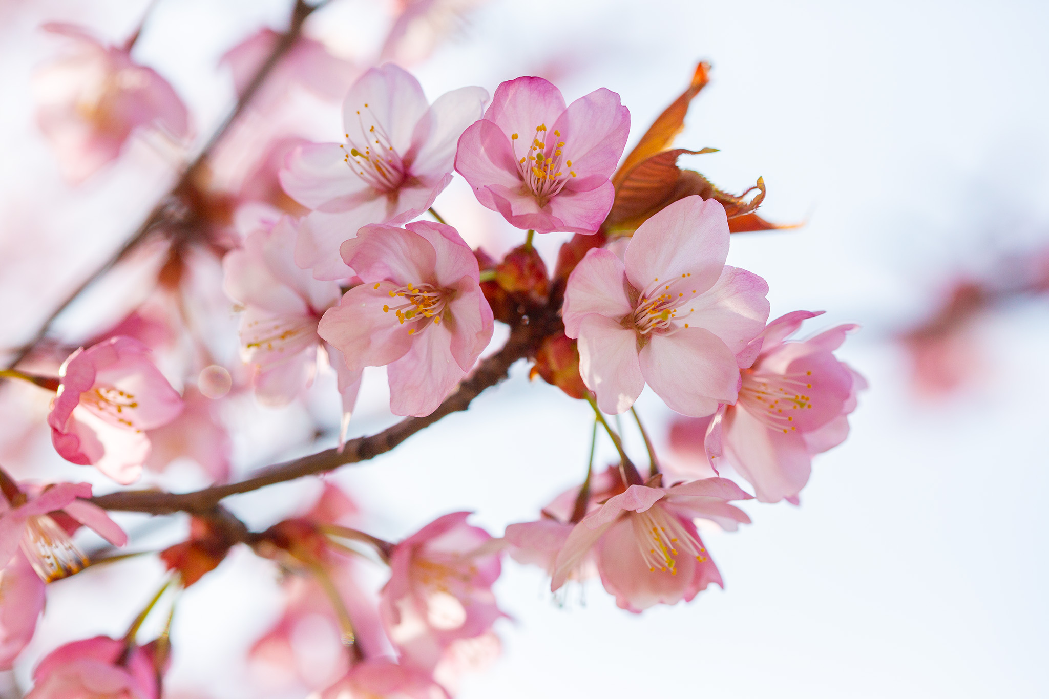 CUP_Sakura_naujiena_20260420_9