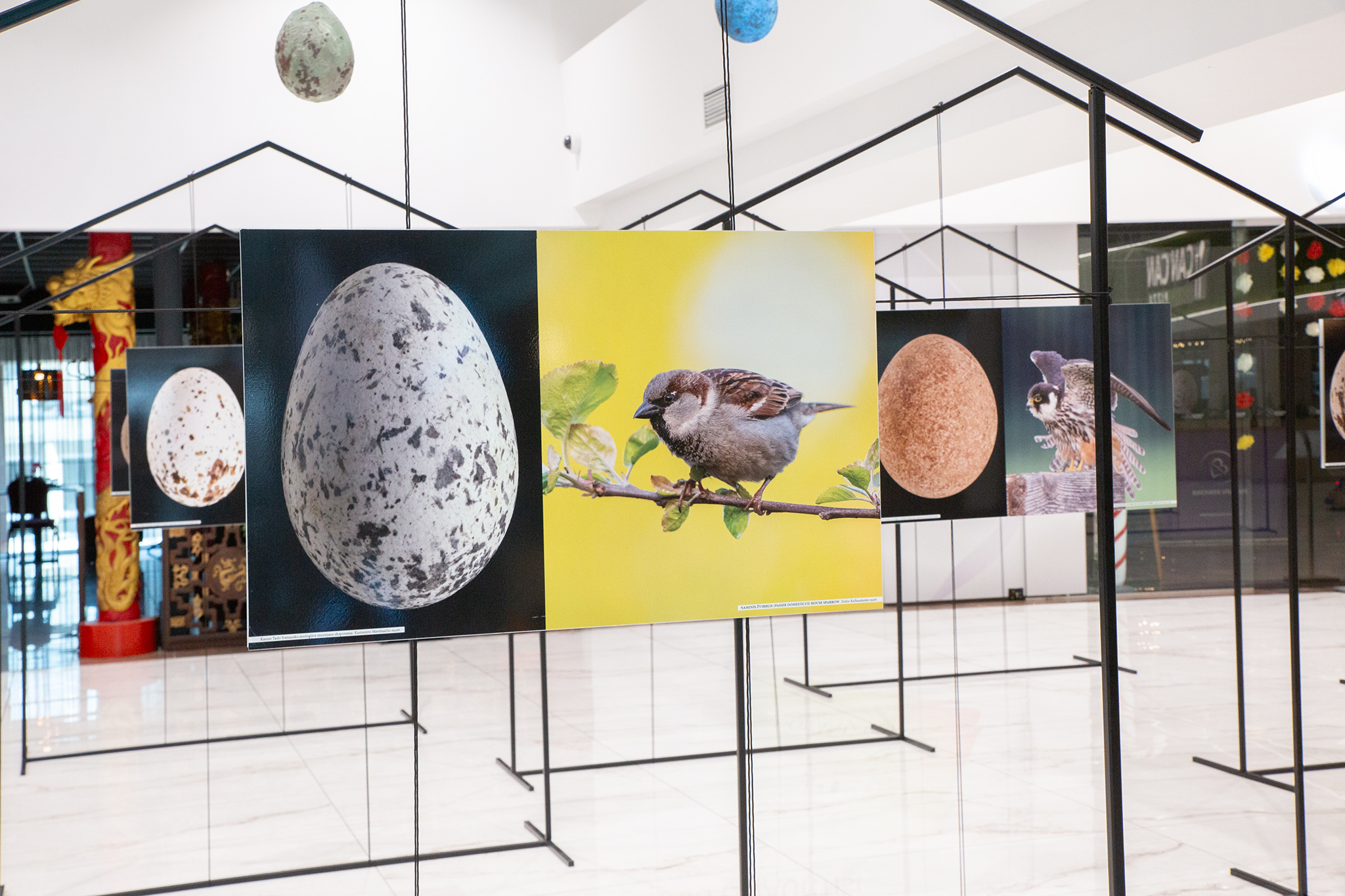 CUP_pauksciu kiausiniu paroda_202603_14