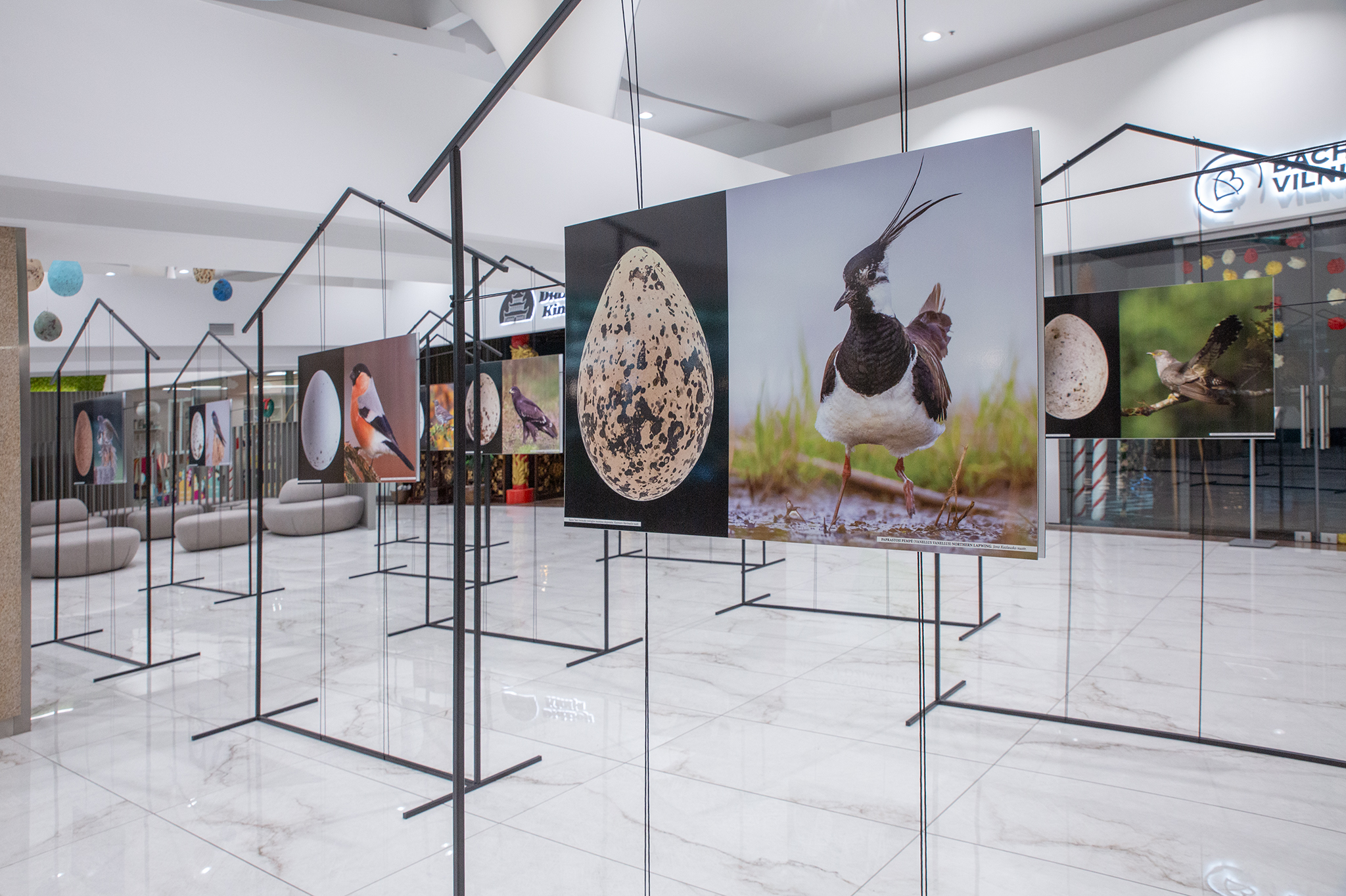 CUP_pauksciu kiausiniu paroda_202603_3