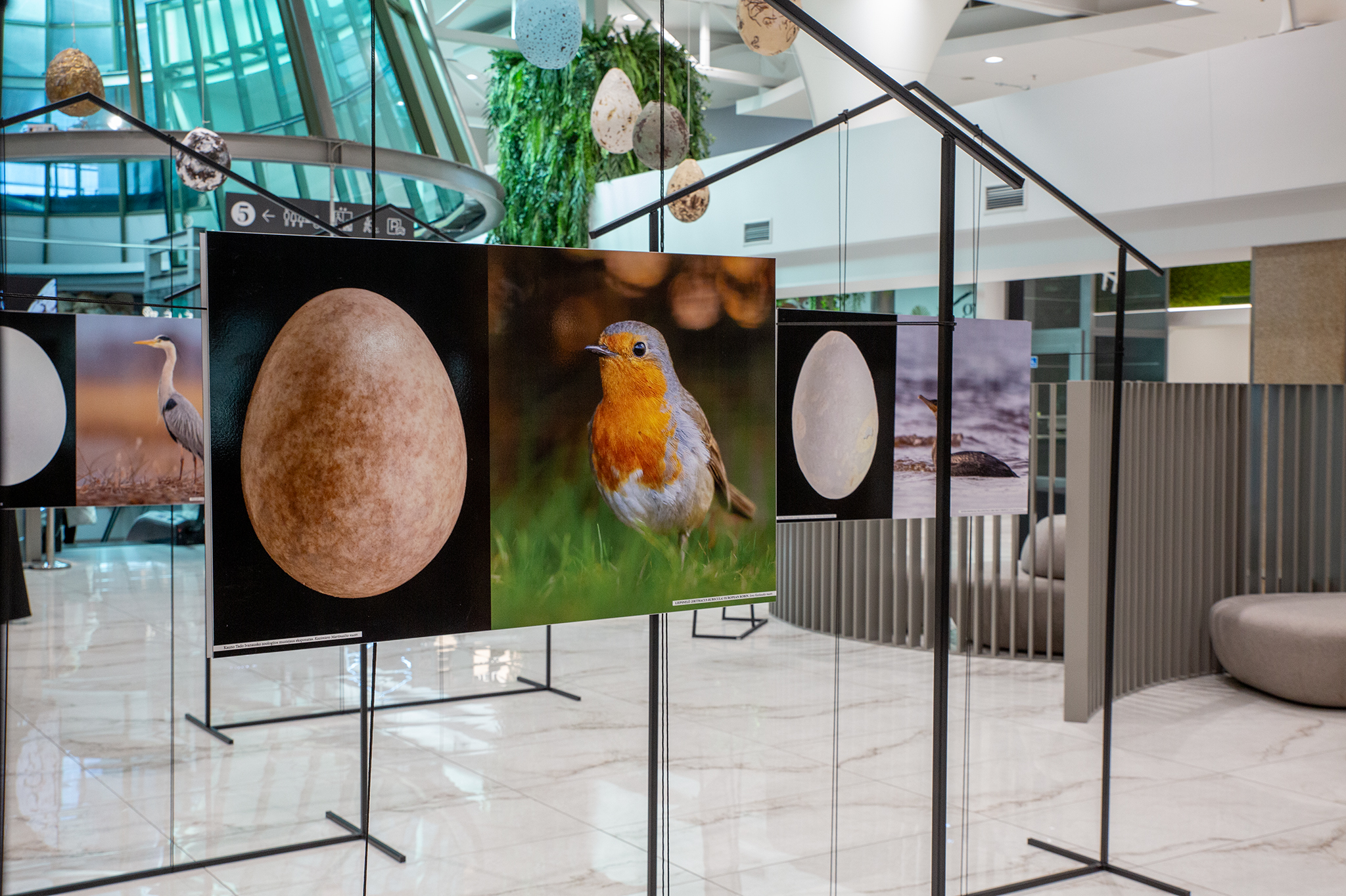 CUP_pauksciu kiausiniu paroda_202603_30