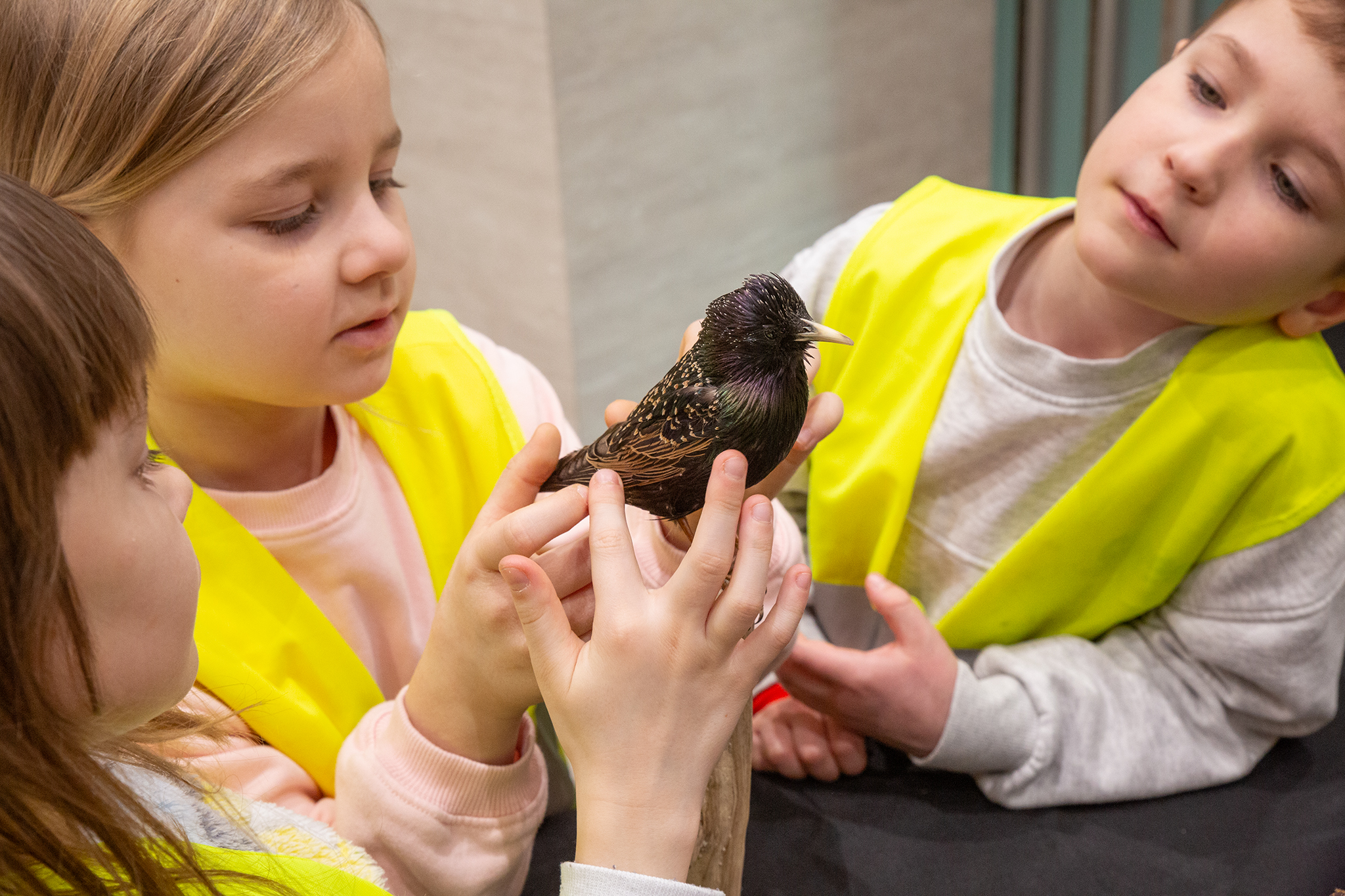 CUP_pauksciu kiausiniu paroda_202603_34