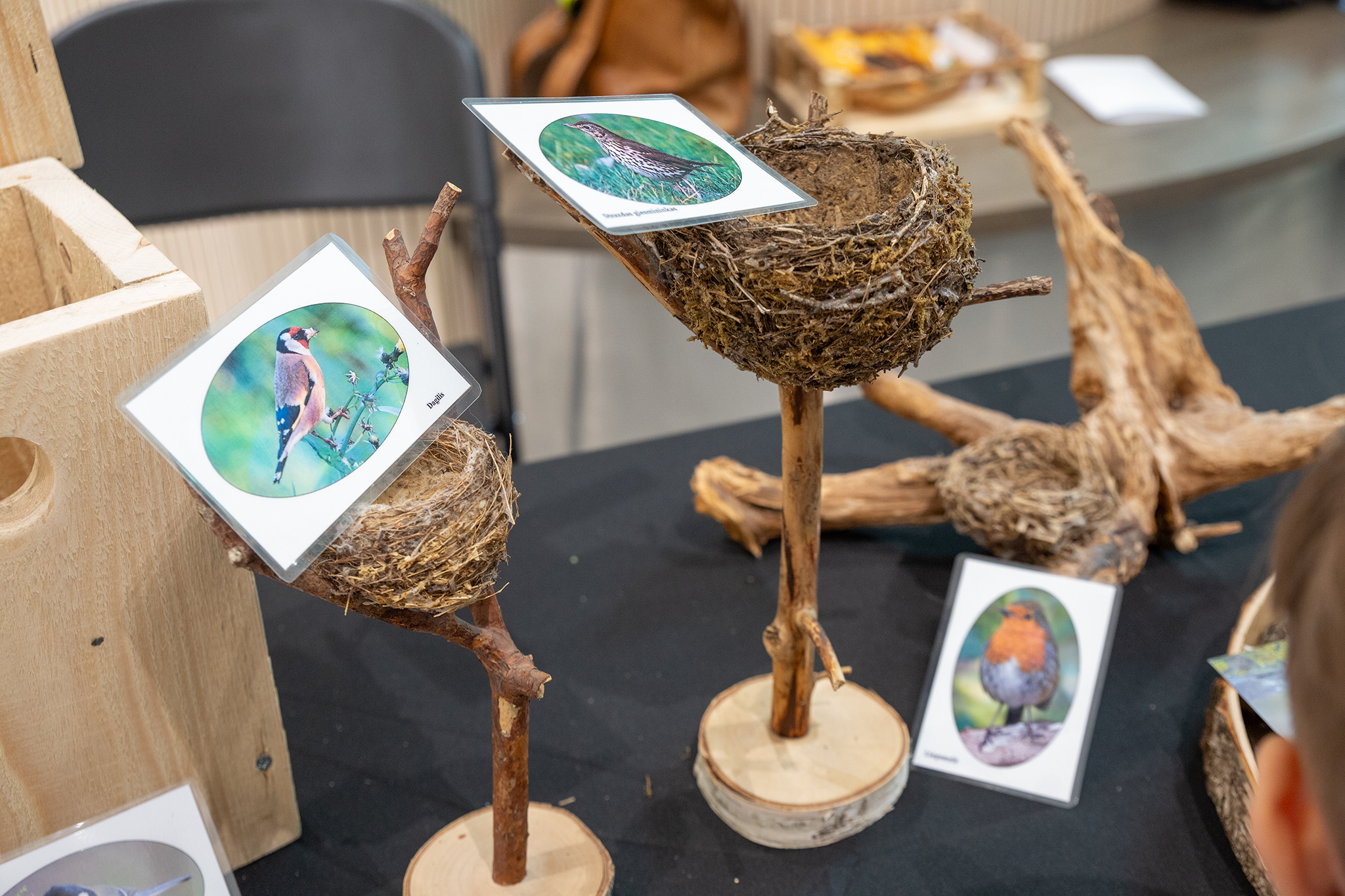 CUP_pauksciu kiausiniu paroda_202603_35